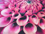 Dahlia Magenta ダリア マゼンダ L型クラッチバッグ 岡山帆布生地vre.