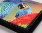 Bird Ｒainbow バード レインボー コインケース