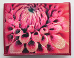 Dahlia Magenta ダリア マゼンダ コインケース